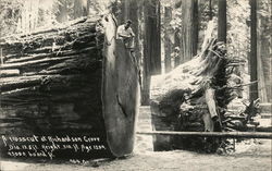 A Crosscut at Richardson Grove Postcard