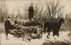 Hunters Hoisting Man-Sized Rabbits Onto Wagon Oelwein, IA Exaggeration Postcard Postcard Postcard