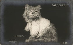 Tag, You're It Cat Minnesota Cats Postcard Postcard Postcard