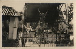 Decorated Animal in Cage with Ornate Artifacts for Burial Postcard