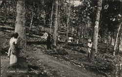 Rubber Tapping, Ceylon Sri Lanka Southeast Asia Postcard Postcard Postcard