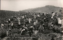 Plucking Tea Up - Country Estate, Ceylon Postcard