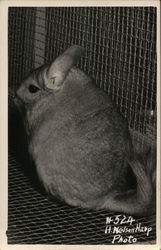 Closeup of Mouse in a Screened Cage Postcard