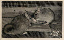 Two Mice Eating From Bowl Postcard