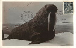 Walrus (Odobenus rosmarus) Postcard