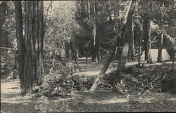 Berkeley Redwood Camp Cazadero, CA Postcard Postcard Postcard