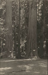 Berkeley Redwood Camp Cazadero, CA Postcard Postcard Postcard