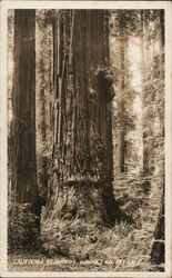 California Redwoods, Humboldt County Postcard