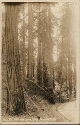 Redwood Highway, Cal. Postcard