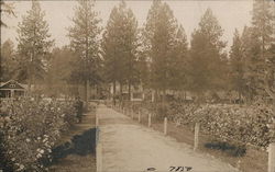 A Walking Path Through a Garden Postcard