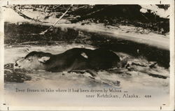 Deer Frozen in Lake Where it Had Been Driven by Wolves Near Ketchikan, Alaska Postcard