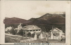 Winterhaven Orange Grove Postcard