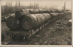 Logging in the West - A Train of Big Logs Ready for Transportation Postcard