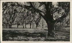 The Oaks at Burke Sanitarium Postcard