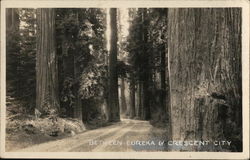 Redwood Trees and Road between Eureka and Crescent City California Postcard Postcard Postcard