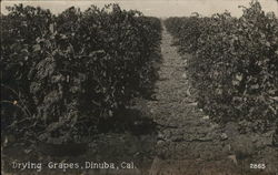 Drying Grapes Dinuba, CA Postcard Postcard Postcard