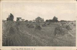 Farm House and Land Pine Island, NY Postcard Postcard Postcard