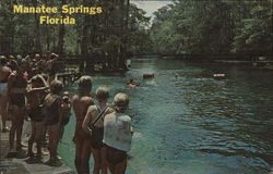 Manatee Springs State Park Postcard