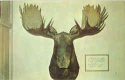 World's Record Dallas Moose Head Postcard