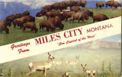 Greetings From Miles City Postcard