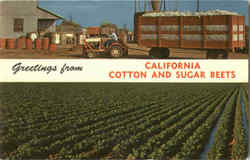 Greetings From California Cotton And Sugar Beets Postcard