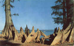 Cypress Knees Postcard