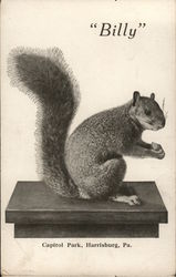 "Billy," Squirrel Eating a Nut Postcard Postcard