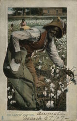 De Lan' O' Cotton. Black Americana Postcard Postcard Postcard