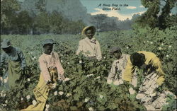 A Busy Day in the Cotton Field. Postcard