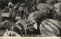 In the Good Old Summertime - Watermellons Postcard