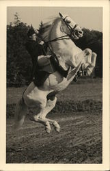 A Rider on a White Horse Horses Postcard Postcard