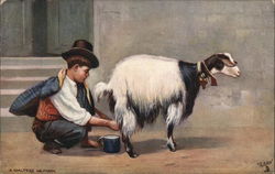 Young Man Squatting Behind Goat, Squeezing Milk Into Cup Goats Postcard Postcard