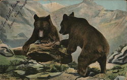 Two Brown Bears in Mountainous Region at Tree Stump Postcard Postcard