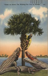 Alligator Bait Black Americana Postcard Postcard Postcard