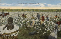 Picking Cotton--Down South Postcard