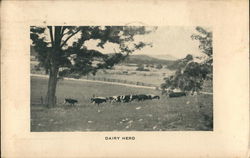 Dairy Herd - Blue Ridge Industrial School Postcard