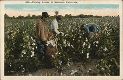 Picking Cotton in Southern California Postcard