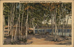 White Birches, State Camping Grounds Tupper Lake, NY Postcard Postcard Postcard