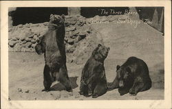 The Three Bears--Grizzlies--San Diego Zoo Postcard