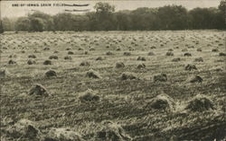 One of Iowa's Grain Fields Farming Postcard Postcard Postcard