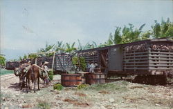 Shipping Bananas La Ceiba, Honduras Central America Postcard Postcard Postcard