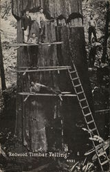 Redwood Timber Felling Postcard