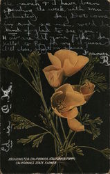 Eschscholtzia Californica (California Poppy), California's State Flower Flowers Postcard Postcard Postcard