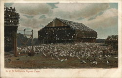 A California Pigeon Farm Postcard