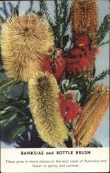 Banksias and Bottle Brush Flowers Postcard Postcard Postcard