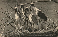 Young Wood Ibises Birds Postcard Postcard Postcard