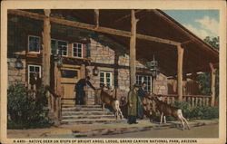 Native Deer on Steps of Bright Angel Lodge, Grand Canyon National Park Postcard Postcard Postcard