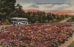 Highway Scene With Beds of Roses Postcard