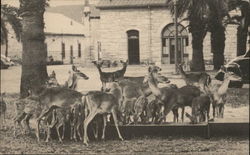 Tame Deer at the Quadrangle, Fort Sam Houston Postcard