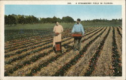 Strawberry Field Florida Postcard Postcard Postcard